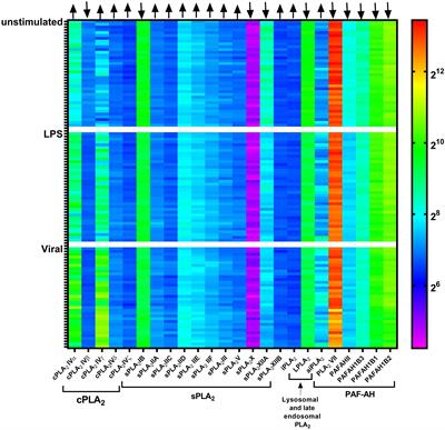 The Roles of Phospholipase A2 in Phagocytes